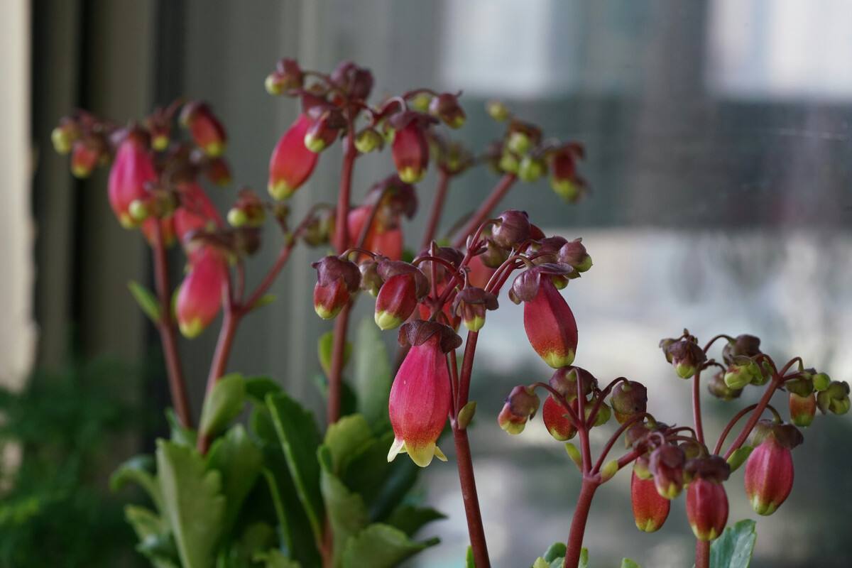 宫灯款年宵花,最旺家的花宫灯长寿花