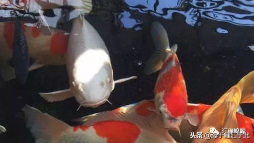 锦鲤休克水温差,锦鲤奄奄一息间歇性抽搐怎么救活