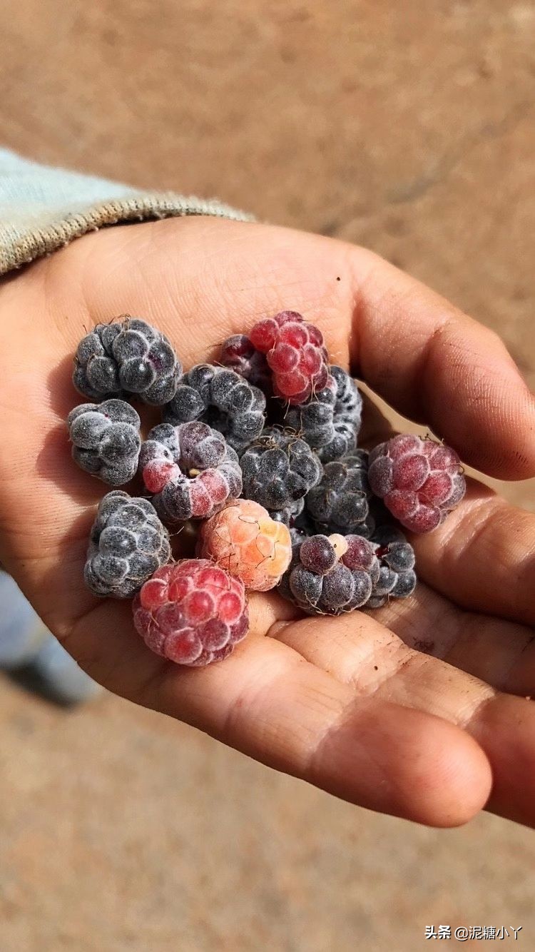 那些年我们一起摘过的野果子，现在少见了，你还记得几种