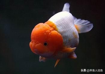 有哪些好看的金鱼可以养,十大最好养观赏鱼金鱼