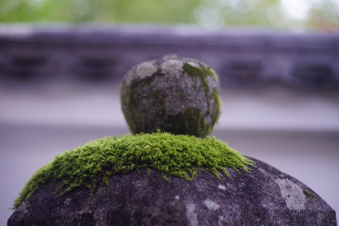 京都赏枫2022,京都赏枫必去景点有哪些好玩的