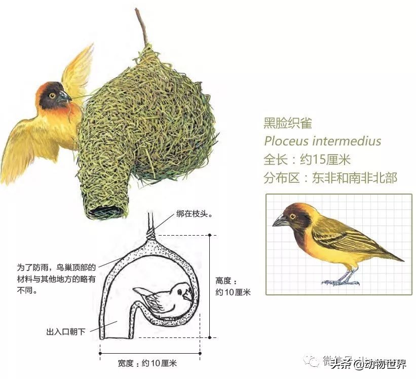 手绘动物地图,探索大自然手绘画