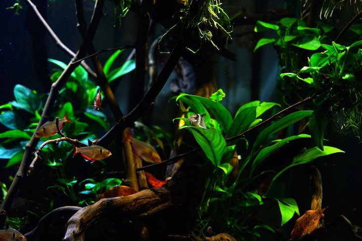 南美水族论坛推荐,南美水草造景论坛