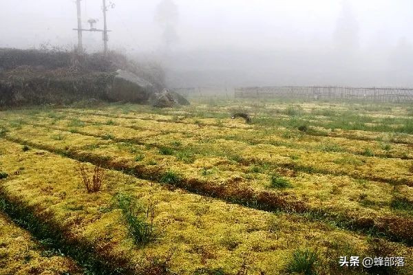 本是农村常见中药材，如今成了运输中的“急救包”，价格大涨