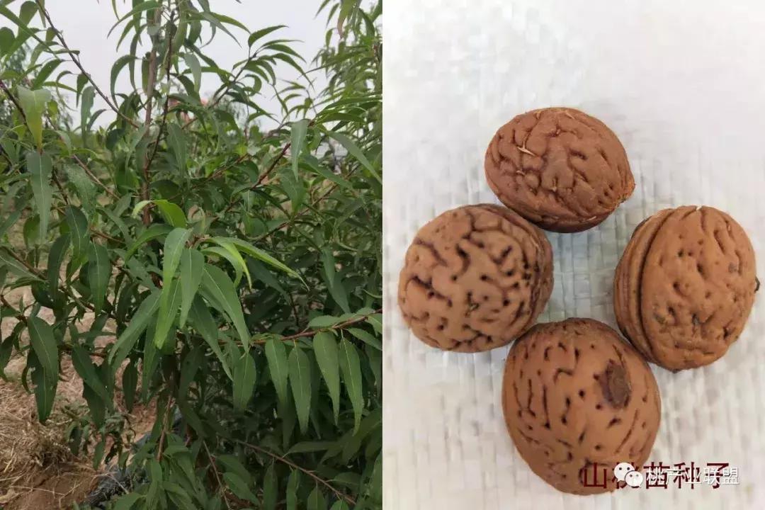 怎么分辨各种桃苗砧木,桃树最好的砧木是什么