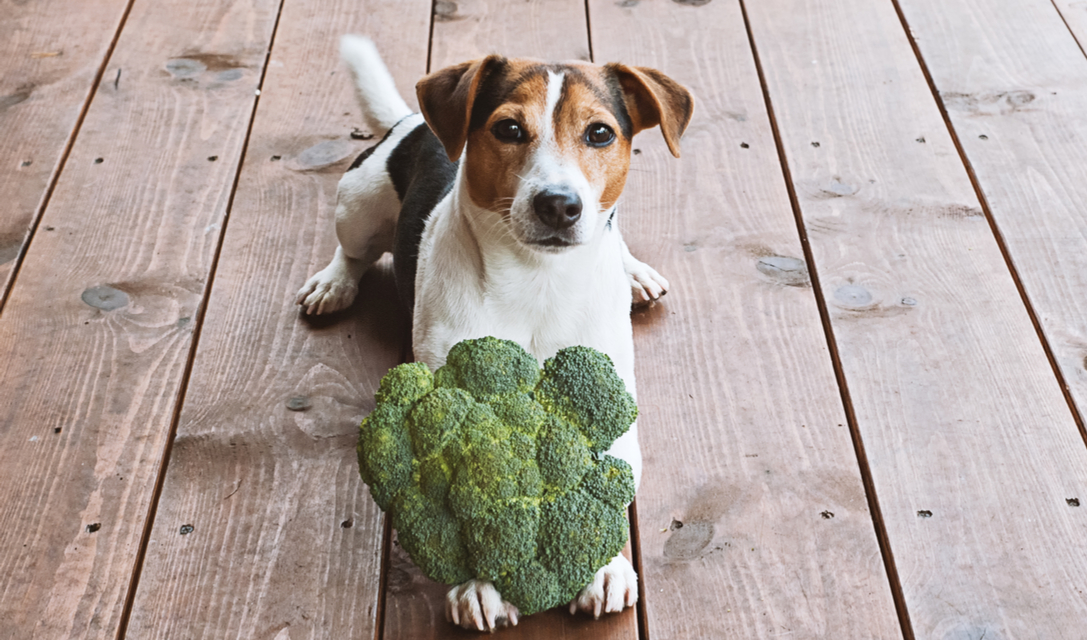 想要狗狗毛发浓密发亮吃什么,怎样让狗狗眼睛健康没有眼屎泪痕
