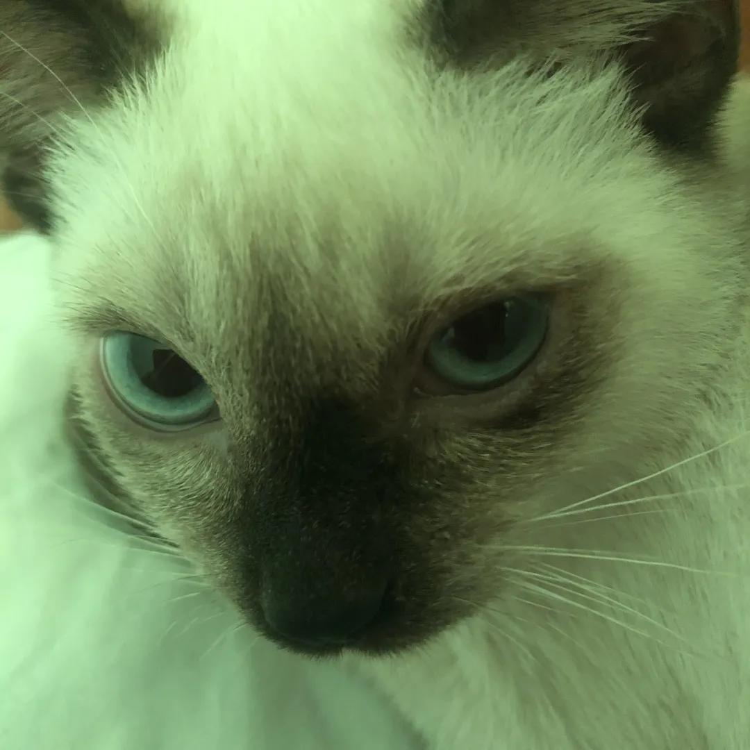 和宠物交流说什么,和宠物谈恋爱