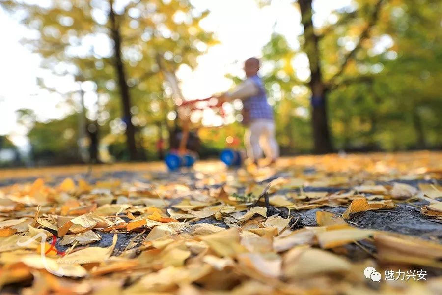 桂林兴安漠川银杏最佳观赏时间,桂林兴安漠川银杏网红打卡地