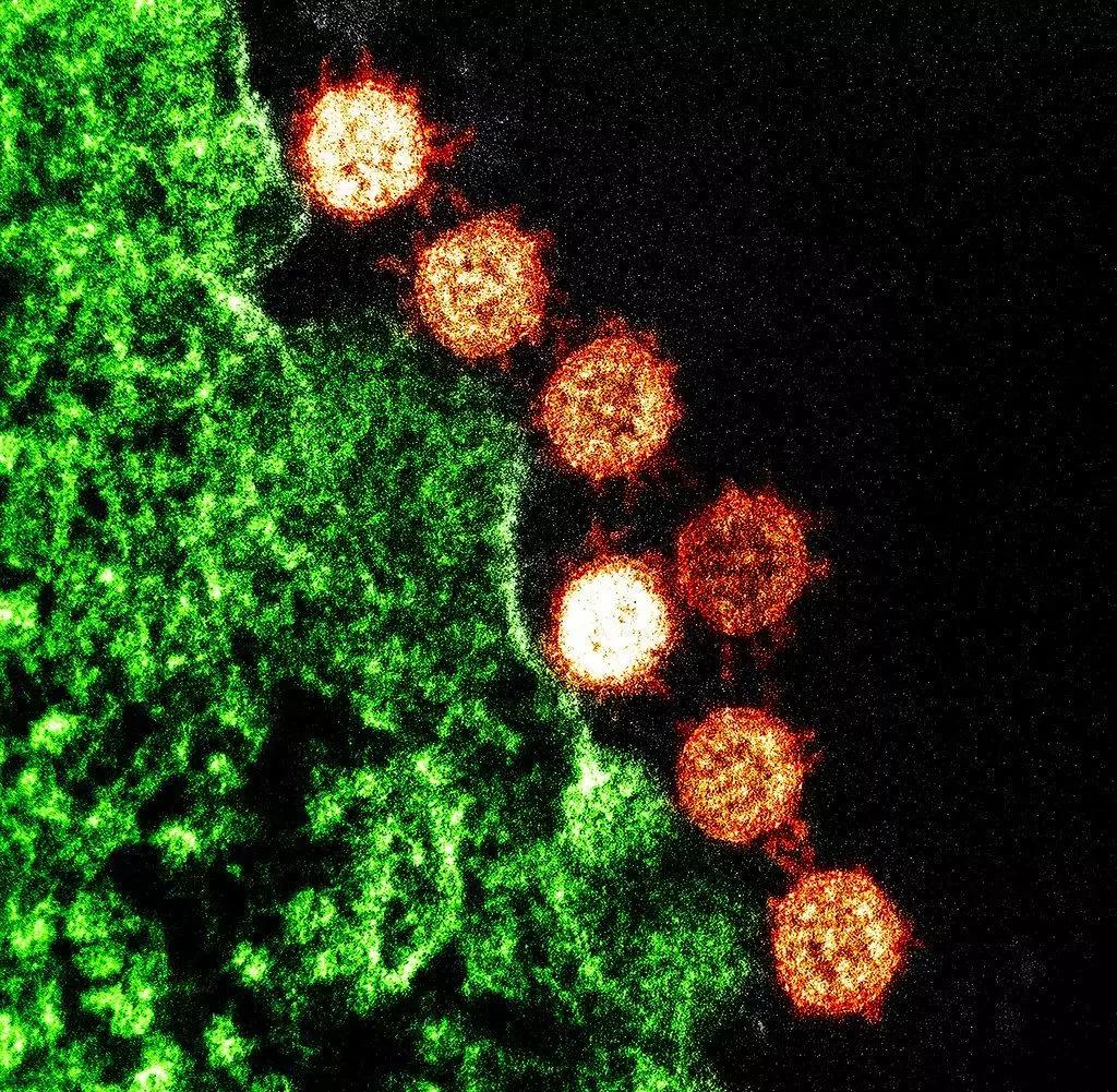 传染病彻底根除要多久,传染病是怎样攻克的