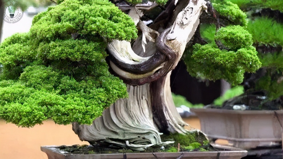 松柏树枝怎么修剪,松柏树修剪造型视频