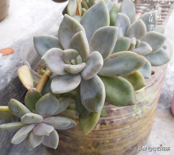 多肉底下叶片发皱浇水后还是一样,多肉叶片干瘪发皱浇水后也不恢复
