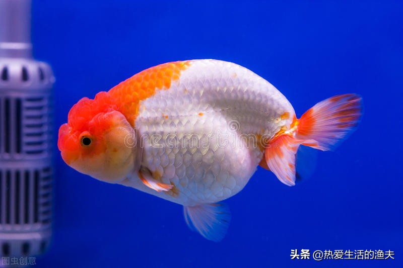 小金鱼好养吗养金鱼三大禁忌,小金鱼的饲养方法与日常护理