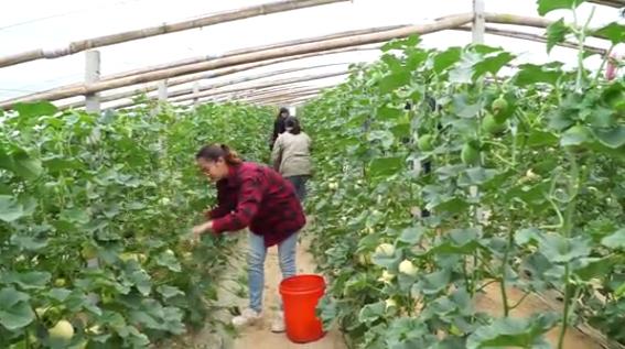种植什么香瓜品种好吃又甜,怎样种香瓜产量高还甜和大