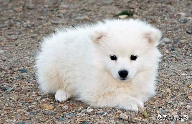 狗狗品种大全搞笑可爱,最可爱的狗狗品种排名图片