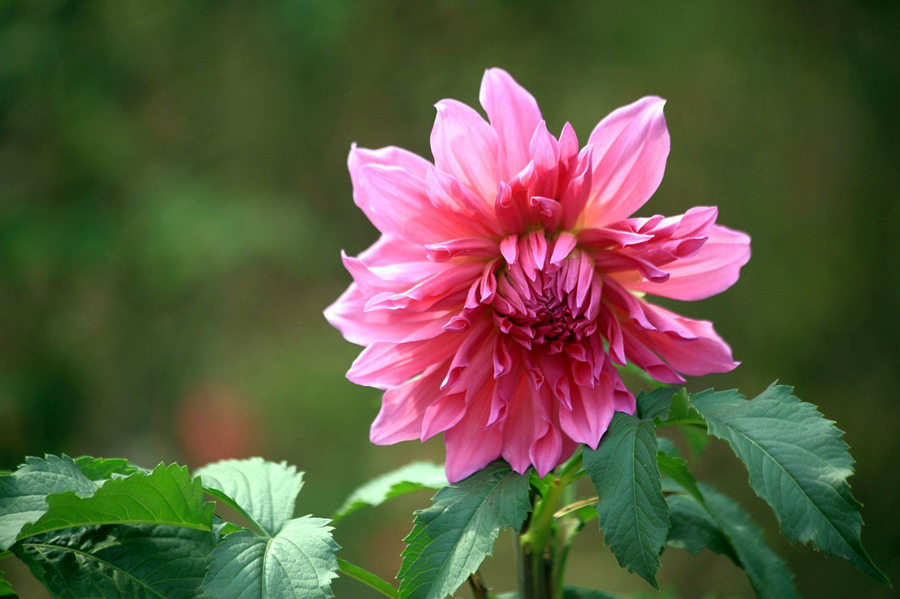 最好看最好养的大丽花,大丽花鲜花养护方法