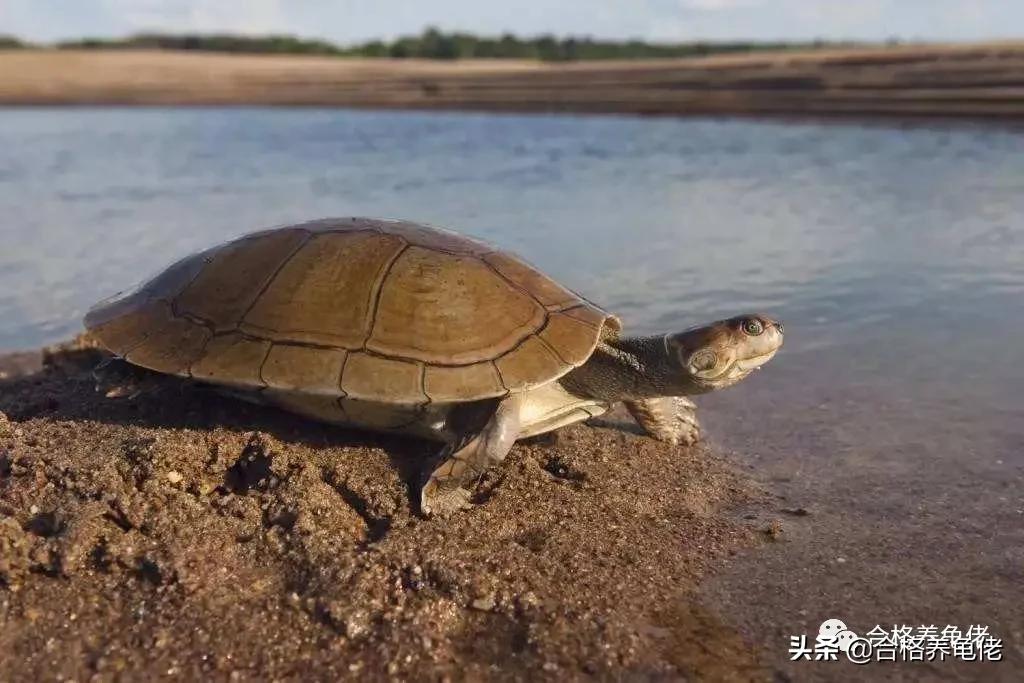 黄头侧颈龟生长速度,安缘龟生长的环境