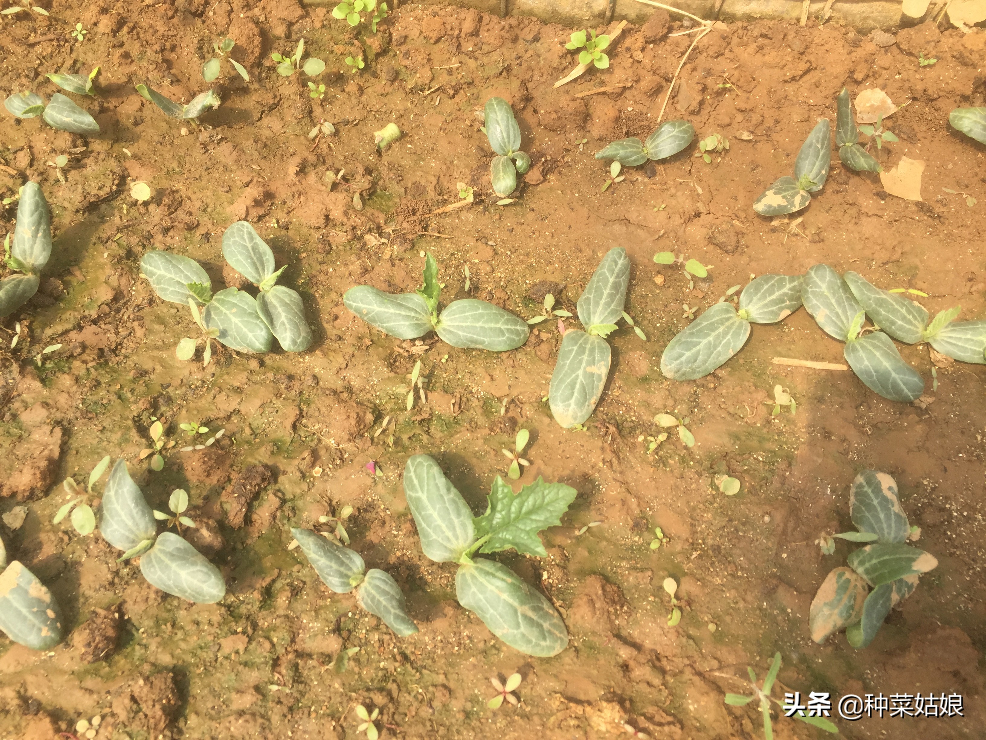 清明前后种什么瓜种什么豆,清明前后种什么瓜种豆好