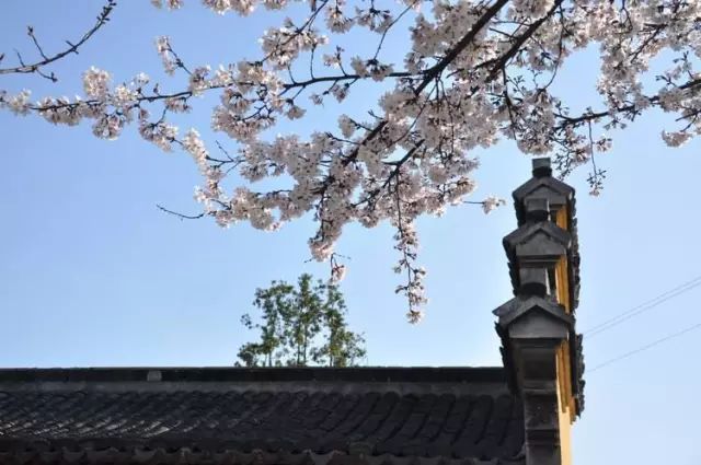 南通赏樱,江苏樱花景区介绍