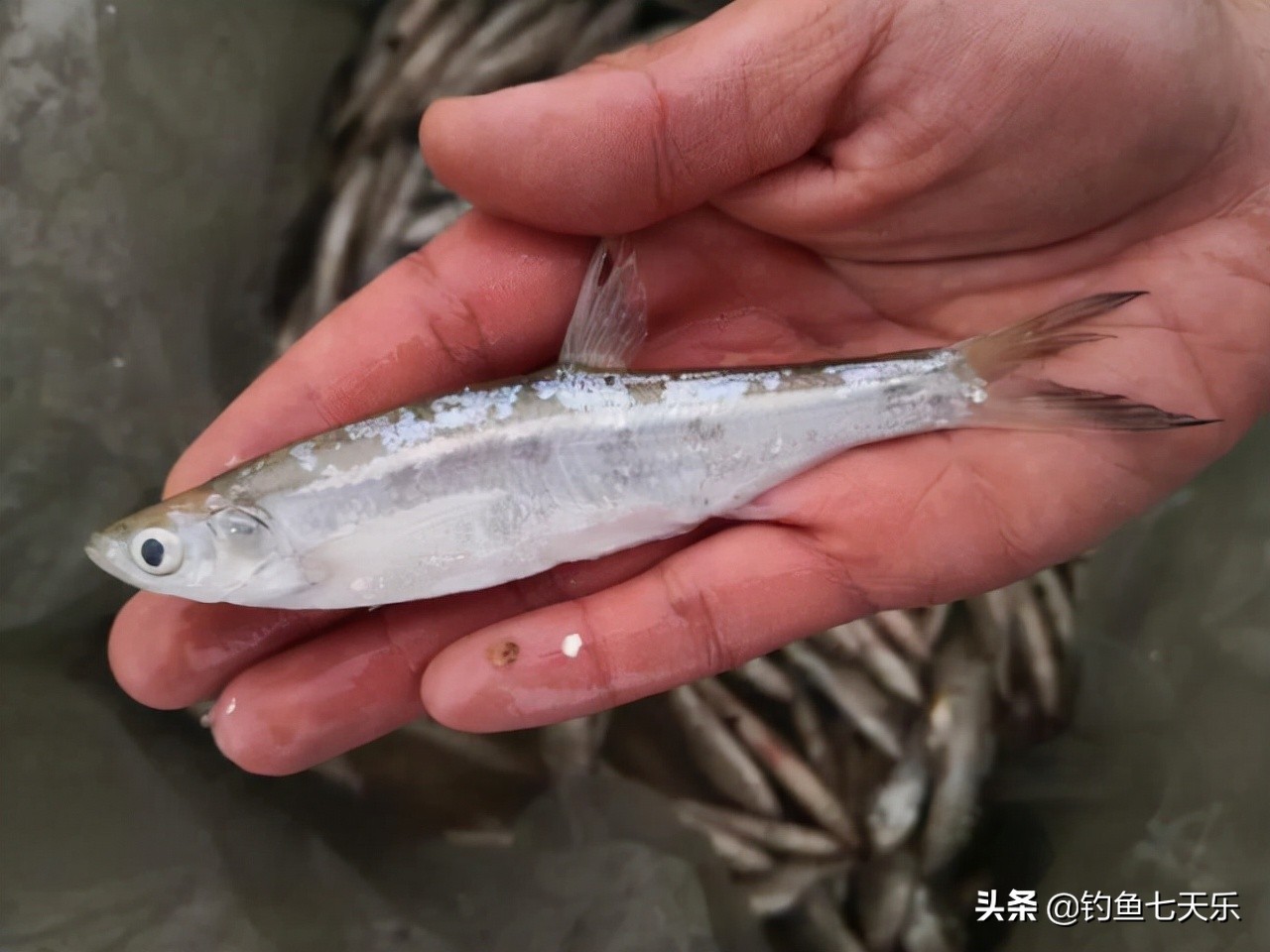 重庆地区野钓白条鱼最佳钓法,四川自然水域钓鱼最新规定