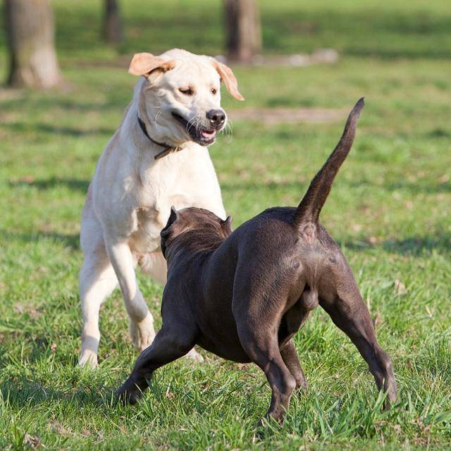 狗狗尾巴的不同姿态，分别代表不同的含义，你知道几个？