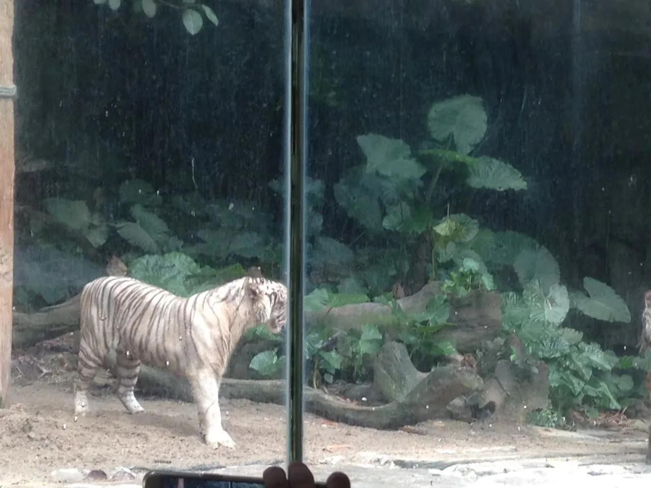 广州长隆野生动物园最全游玩攻略,长隆野生动物园游玩攻略