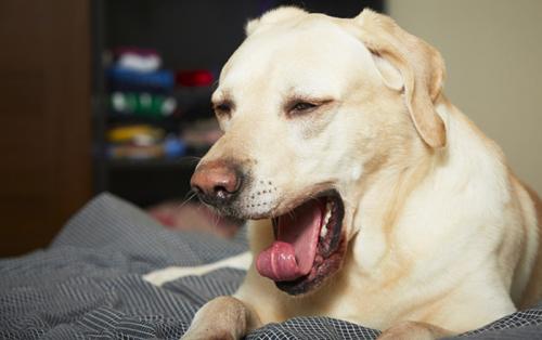 狗狗体内有寄生虫是怎么样的表现,狗狗体内寄生虫离开体内能活多久