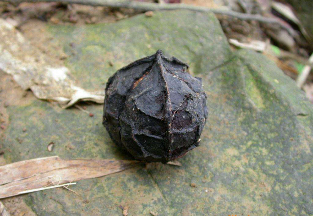 这种树在农村很常见，花名为五月花，果子提炼出的油料可以漆房子