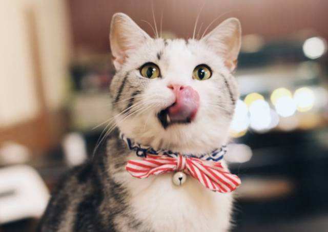 养猫咪一定要买猫砂盆吗,养猫咪需要买猫舍吗