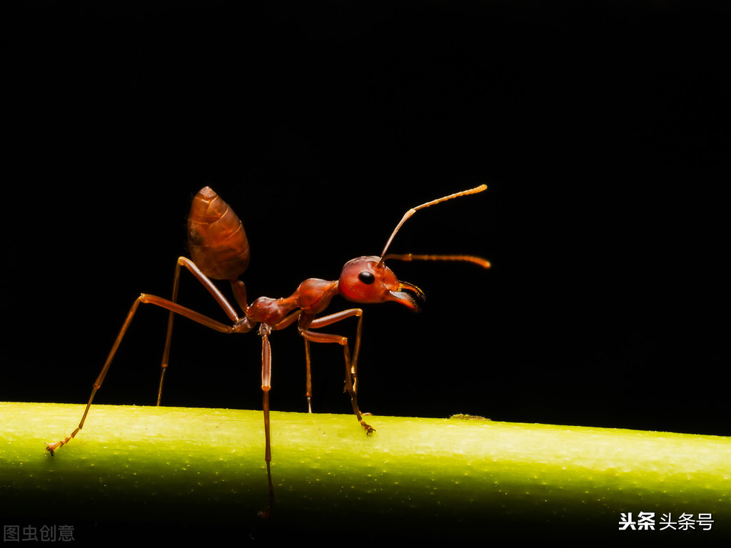 蚂蚁的屁股是酸的,关于蚂蚁你不知道的20件事