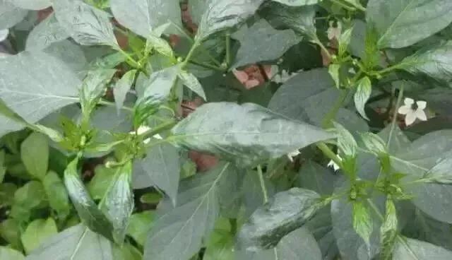 为什么种的辣椒越来越蔫,辣椒种植管理技术辣椒卷叶