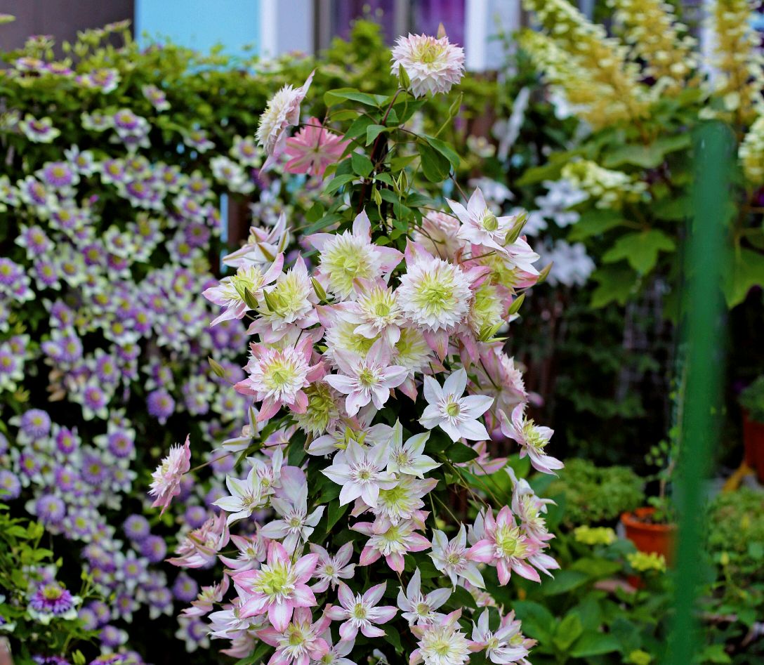 这8种花你不要乱浇水,新手种花品种推荐