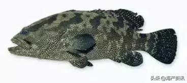 海洋科普世界上都有什么鱼,十种受欢迎的海鲜鱼类