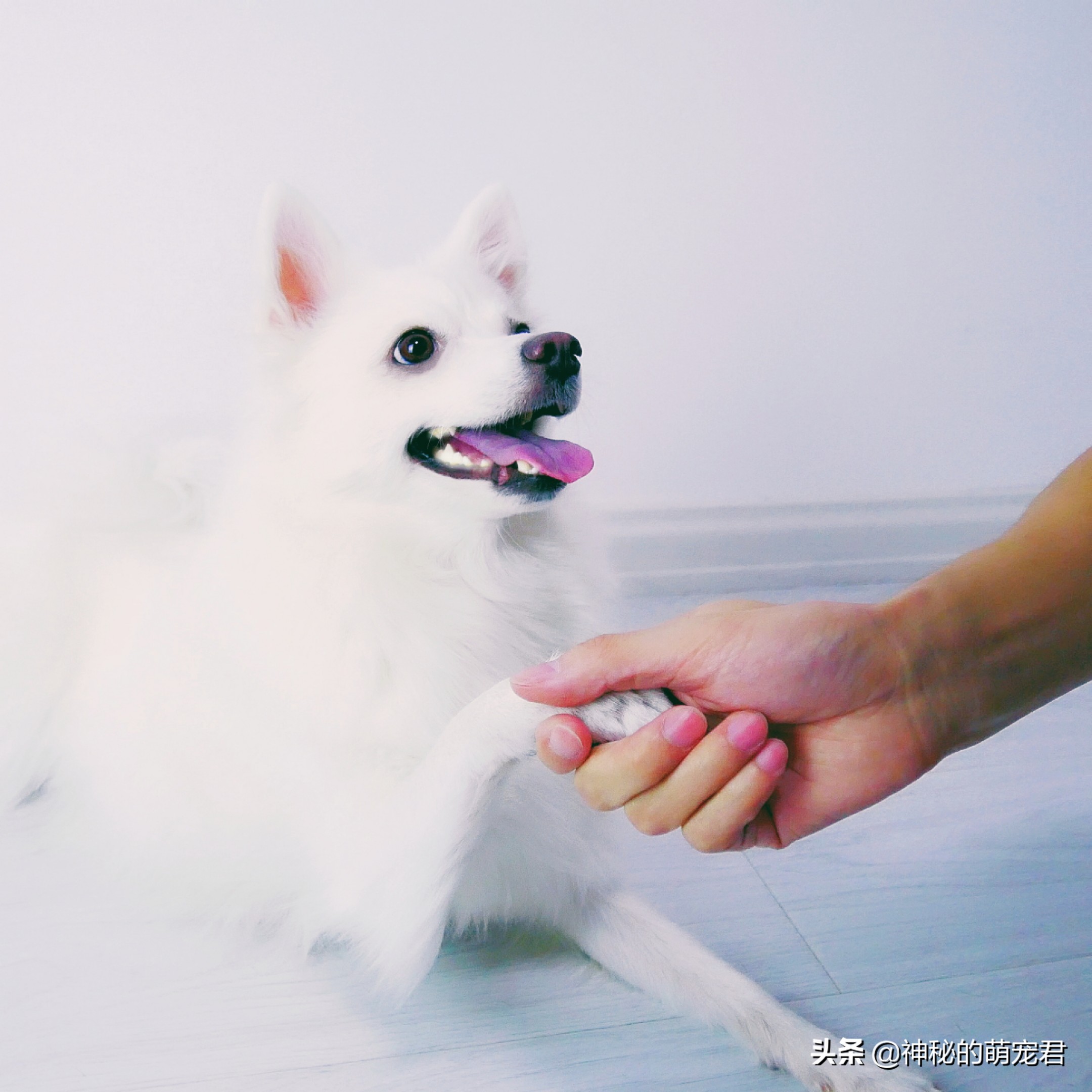 狗狗麦德氏卵磷脂,狗狗麦德氏卵磷脂一天吃多少粒