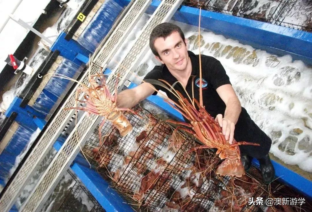 澳洲游学满载而归,澳洲亲子游学日程安排