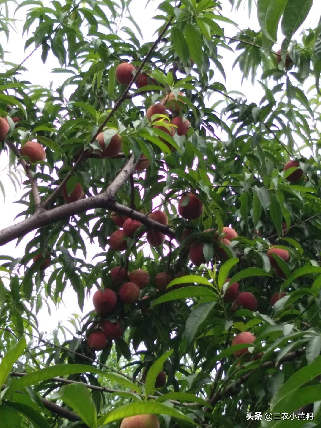 论农民自家桃子摆地摊，农民摆地摊靠谱吗？我是不想摆地摊了，亏