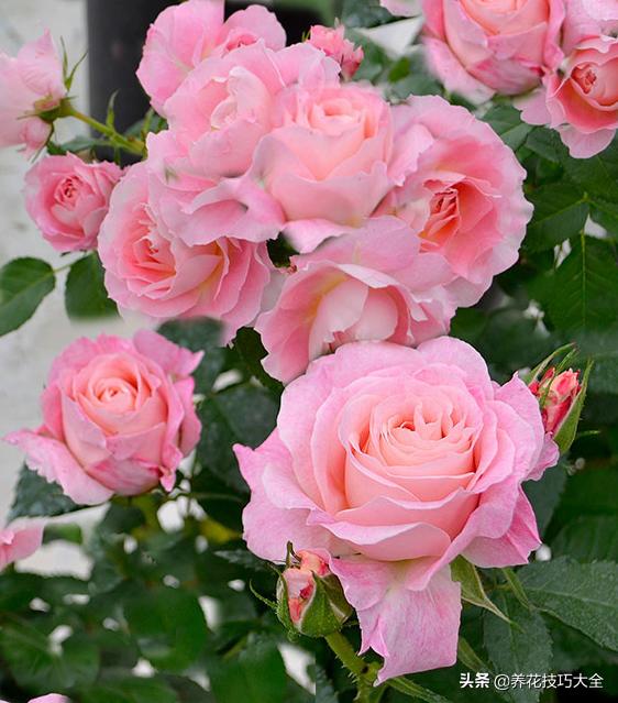 四季开花的月季又香又好养有几种,最漂亮10种盆栽月季