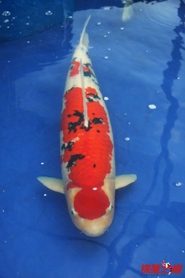 富贵锦鲤鱼黄金,富贵锦鲤鱼核雕