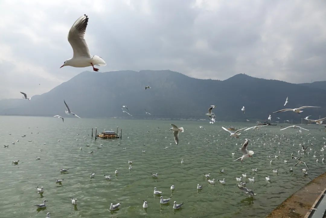 昆明一日游,昆明一日游攻略带女朋友