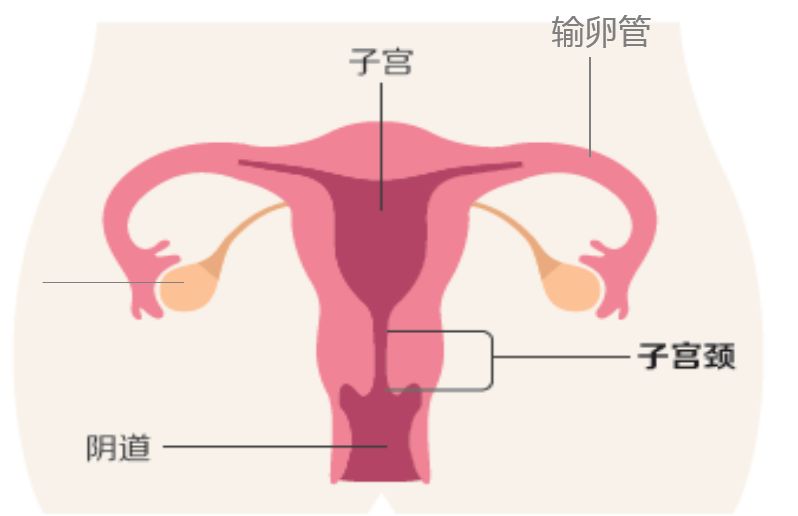 宫颈癌最深度解读,宫颈癌筛查报告正确解读