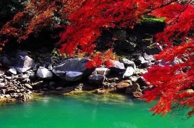 黄山秋景几月去最好,秋天几月份去黄山最好看的花海