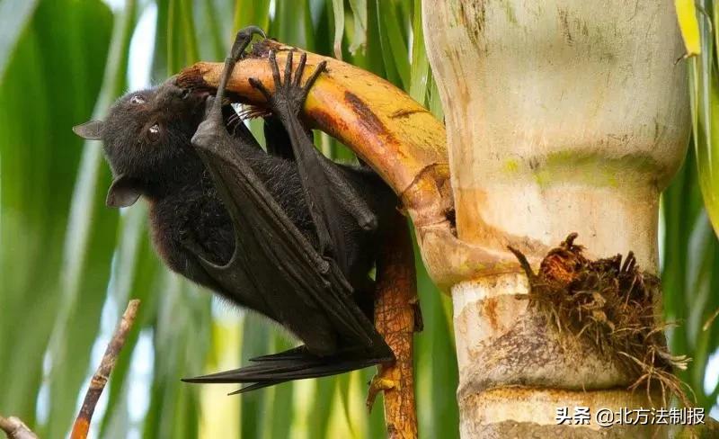 还有人从国外寄来20多只果蝠标本？海淘代购注意了，邮寄蜥蜴、盆景入境，可能会入刑！