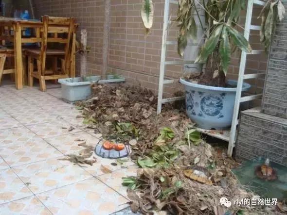 最好养的半水龟排行,半水龟饲养环境简单