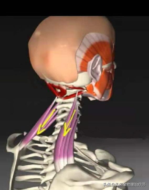 为什么颈肩部肌肉酸痛,肩颈疼痛严重解决最好办法