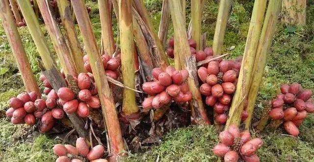 农村最赚钱的种植项目,农村致富好项目大全