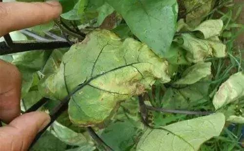 农友:我家有“粪”不用花钱买有机肥?对不起,你的灾难要来了