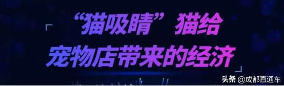 重庆24年宠物展,第四届国际宠物展重庆