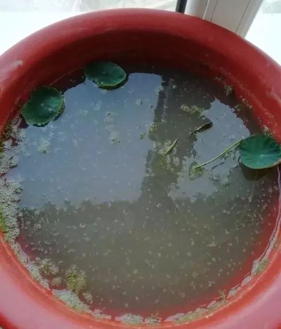 夏季这样养碗莲,碗莲怎么养才能开五颜六色的花