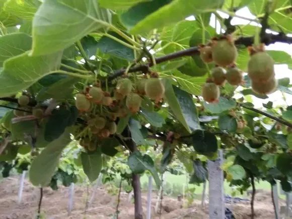 水果之王猕猴桃如何挑选,描写猕猴桃的美文