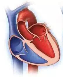 心脏使用说明及保养,心脏用药记忆口诀