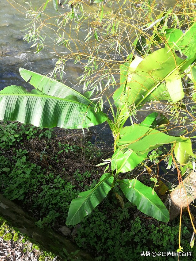 芭蕉树和香蕉树的图片大全,香蕉芭蕉树长什么样